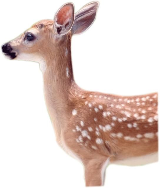 Figure 7. Key deer (Odocoileus virginianus clavium)