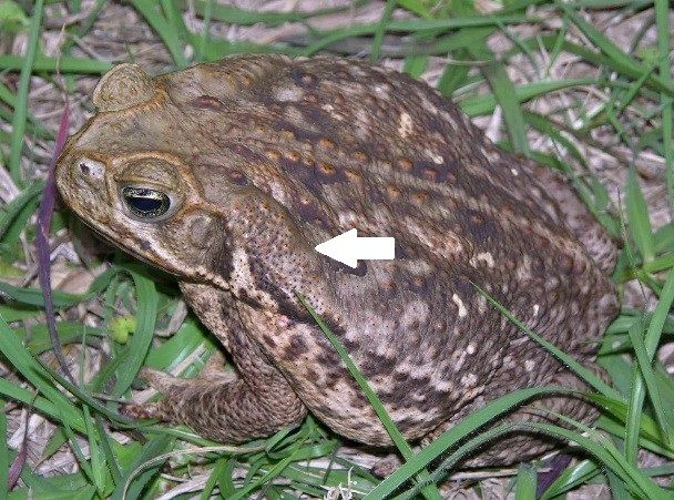 Figure 2. Invasive cane toads have very large poison glands on their shoulders (indicated with arrow)—these glands are somewhat triangular, usually tapering back to a point. They also have a ridge around their eyes and over their nose.