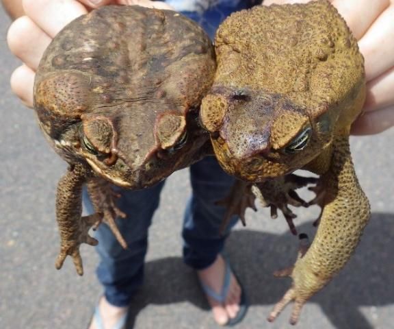 Figure 3. Cane toad female on left and male on right. Note differences in skin color and texture.