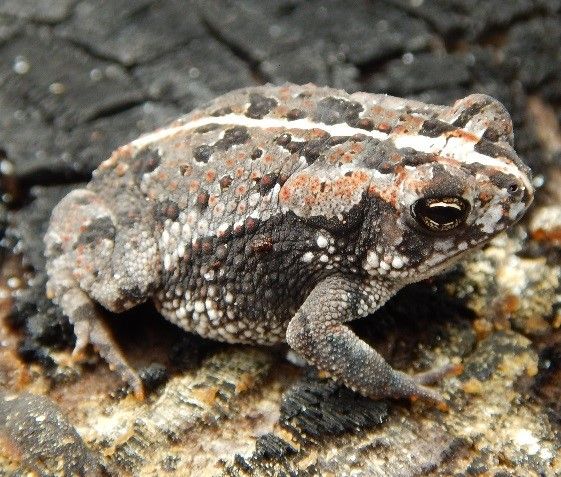 Figure 5. Native oak toads are little and have small, oval glands on their shoulders. Paired crests on top of their heads are indistinct.
