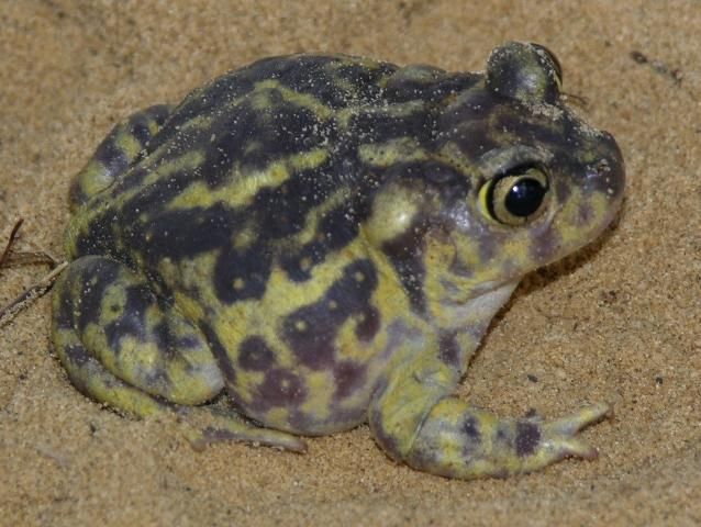 Figure 6. Native eastern spadefoots are usually less than 2 inches long and may have numerous yellow markings.