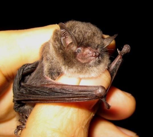 southeastern myotis Archives - Bat Conservation & Rescue of Virginia