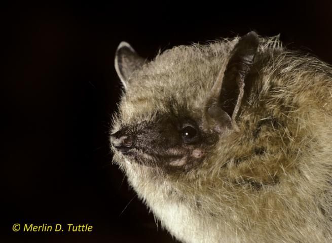 Figure 1. Tricolored bat (Perimyotis subflavus). Note the multi-colored strands of fur.
