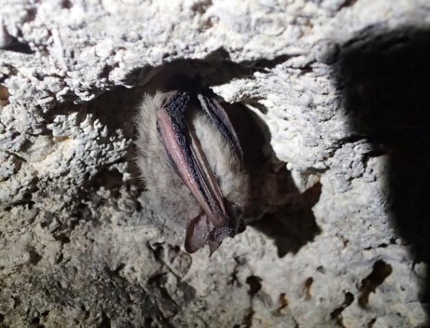 Figure 3. Tricolored bat hibernating in a Florida cave. Note the pinkish forearms and yellow-brown fur.