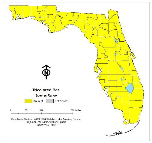 Figure 2. Tricolored bats are found throughout the state of Florida, except the Keys.