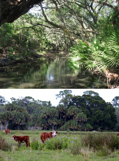 Figure 1. Warm Minerals Spring Creek, protected by the Conservation Foundation of the Gulf Coast (top) and rangelands at Adams Ranch in Fort Pierce, Florida, protected with support from the Florida Conservation Trust (bottom).
