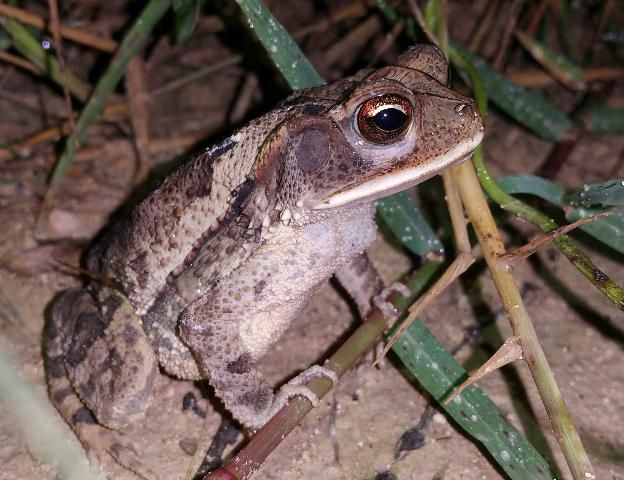 Figure 1. Gulf Coast toad (Incilius valliceps).