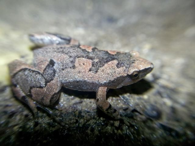 Figure 8. Elegant narrowmouth toad (Gastrophryne elegans).