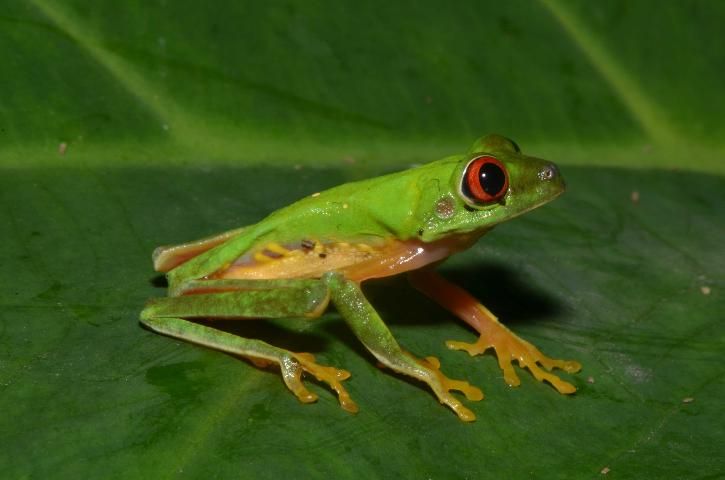 Figure 9. Red-eyed treefrog (Agalychnis callidryas).