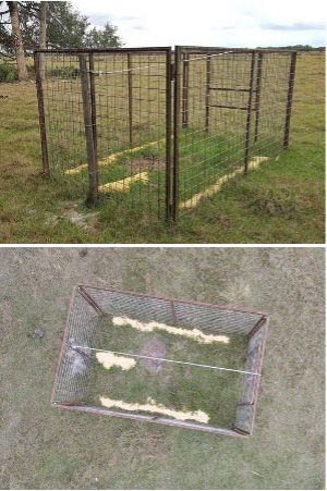 Bait should be placed along the inside of the trap leading to the trigger and also on the trigger. View from the side (Left) and view from the top (Right). 