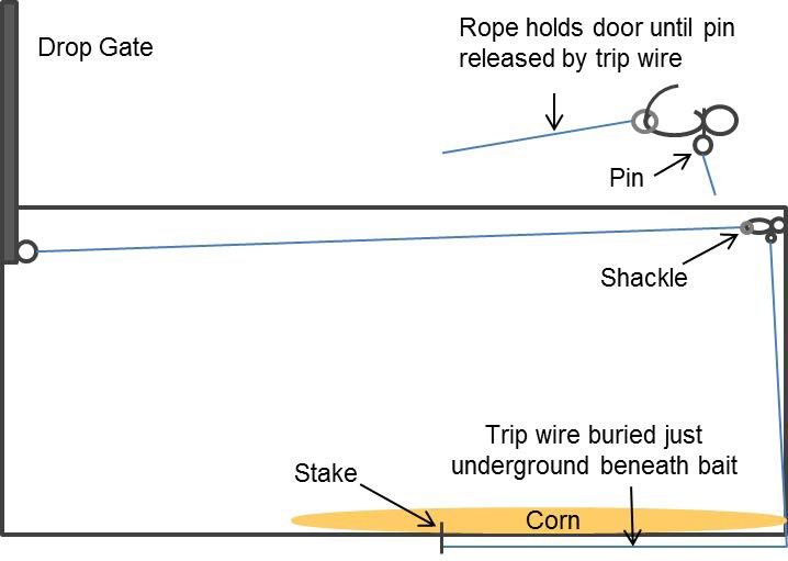Schematic of trip wire trigger mechanism using a shackle. 
