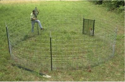 A corral trap for wild pigs. This trap is effective for large groups of wild pigs and is also flexible in size and design. 