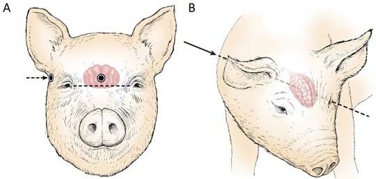 Location of frontal shot (A) and oblique shot (B) to humanely dispatch wild pigs. 