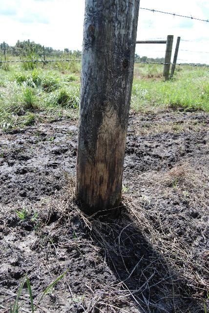 Figure 8. Rubs on posts & trees are likely used as scent marks.