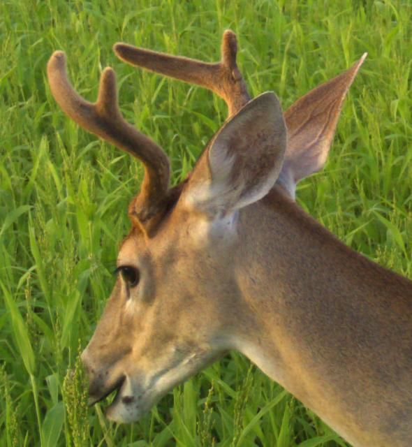 Figure 5. Increasing daylength and testosterone trigger antler growth covered in 