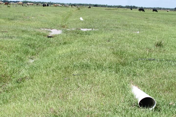 Figure 9. Burrow in abandoned PVC pipe.