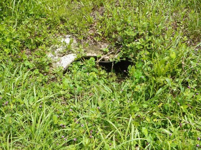 Burrow under limestone outcropping.