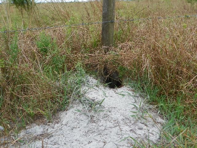 Burrow along fence line.