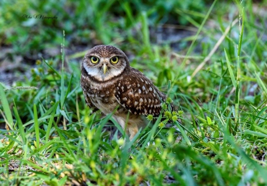 Burrowing owl (juvenile). Fort Lauderdale, FL (2020).