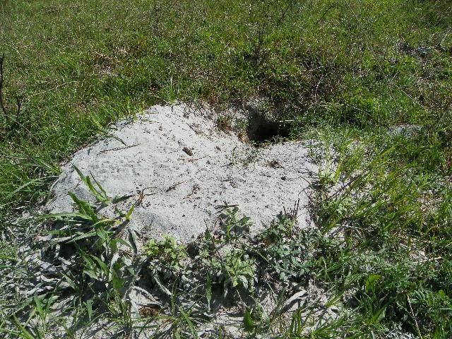 Burrow on open rangeland.