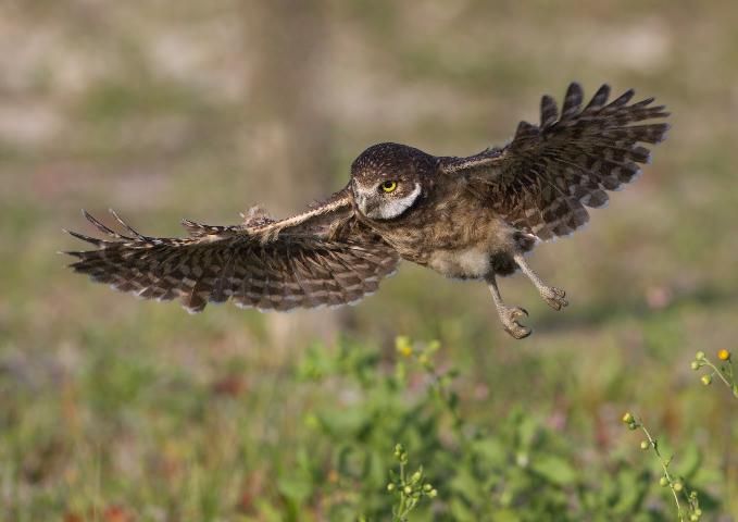 A photo of a Florida burrowing owl flying low to the ground with grass and wildflowers visible just below it.
