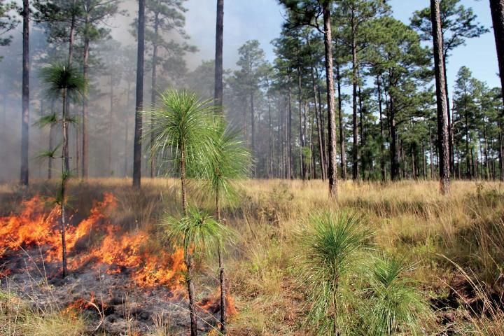 Longleaf pine forest protected by the Tall Timbers Conservancy in Florida.