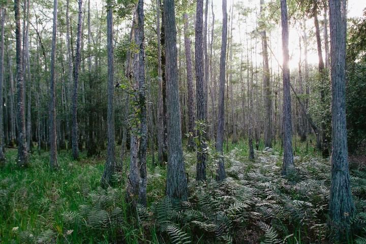 Cypress dome protected by the North Florida Land Trust.