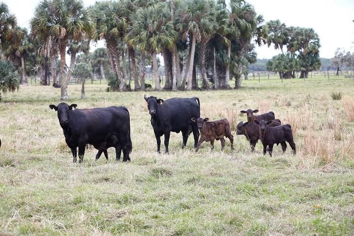 Ranchland protected by the Conservation Trust for Florida in partnership with Pelaez and Sons Ranch.