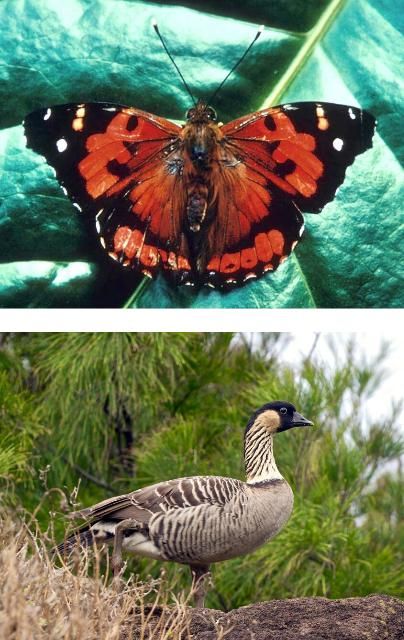 Figure 3. Two species at risk documented during the NPS/NGS BioBlitz of 2015 in Hawai'i Volcanoes National Park, HI: Top, Kamehameha butterfly (Vanessa tameamea), and bottom, nene or Hawaiian goose (Branta sandvicensis).