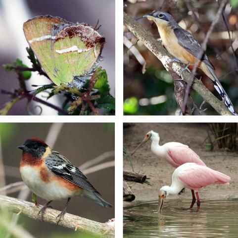 Figure 2. Examples of terrestrial species documented during the NPS/NGS BioBlitz of 2010 in Biscayne National Park, FL. From left to right, silver-banded hairstreak (Chlorostrymon simaethis); mangrove cuckoo (Coccyzus minor); bay-breasted warbler (Setophaga castanea); and roseate spoonbills (Platalea ajaja).