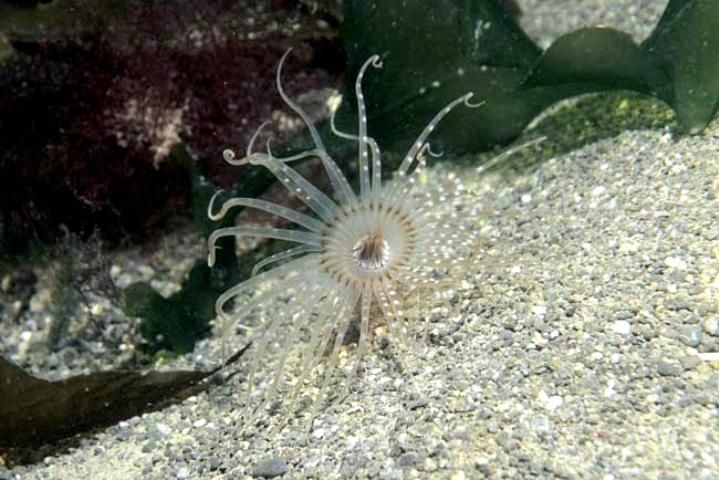 Figure 1. A new species of tube anemone discovered during the marine BioBlitz on the Wellington south coast of New Zealand. Several 5- to10-cm-long anemones with 32 spotted tentacles were found by Malcolm Francis, a scientist from the National Institute of Water and Atmospheric Research.