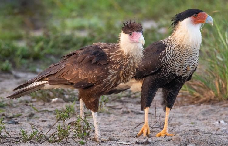 Figure 4. A juvenile (left) and adult (right) northern crested caracara.