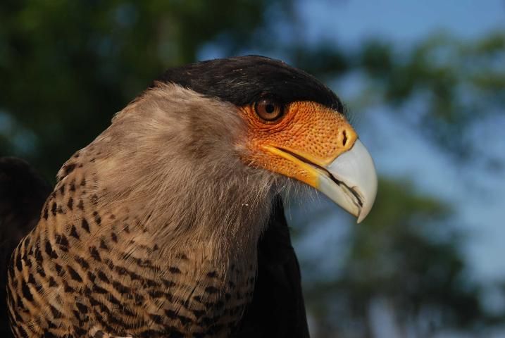 Figure 1. The distinct yellow-orange face and black crest of the northern crested caracara.