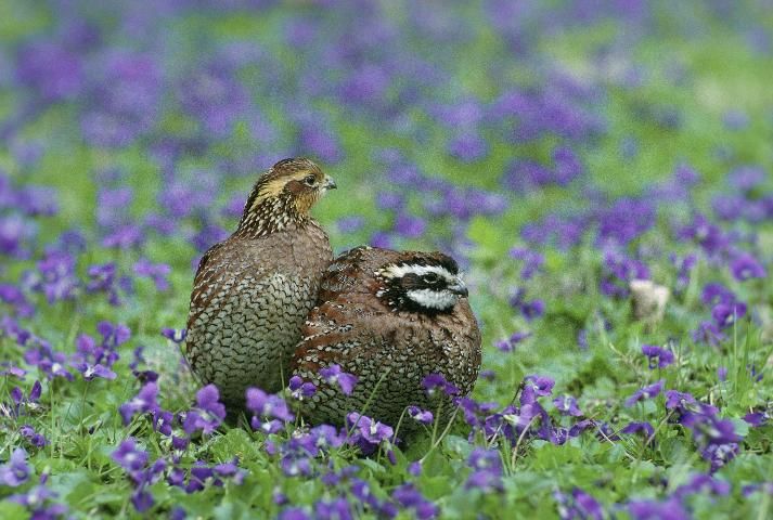 Figure 1. Female (left) and male (right) bobwhite quail.