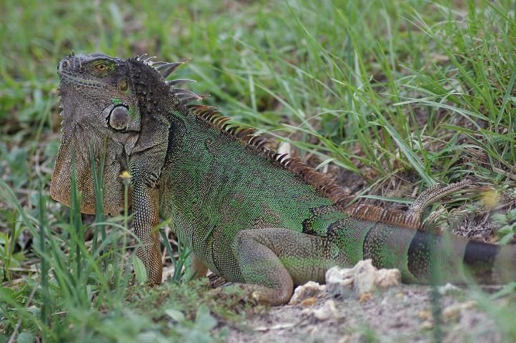 Figure 11. Green iguana (Iguana iguana)—adult size 4–6 feet.