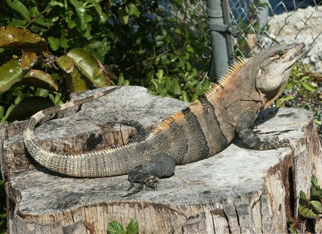 Figure 10. Spiny-tailed iguana (Ctenosaura spp.)—adult size 2–4 feet.