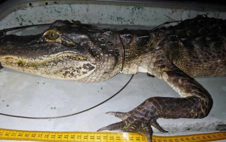 Figure 3. Lateral view of an emaciated alligator, showing shrunken jowls.