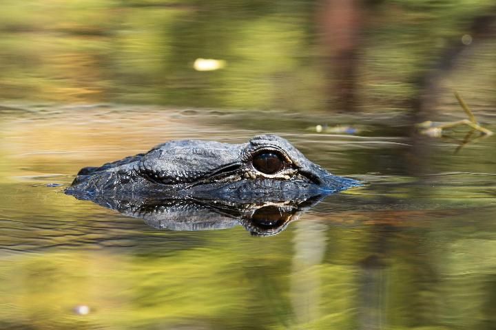 Figure 1. American alligator in the Everglades.