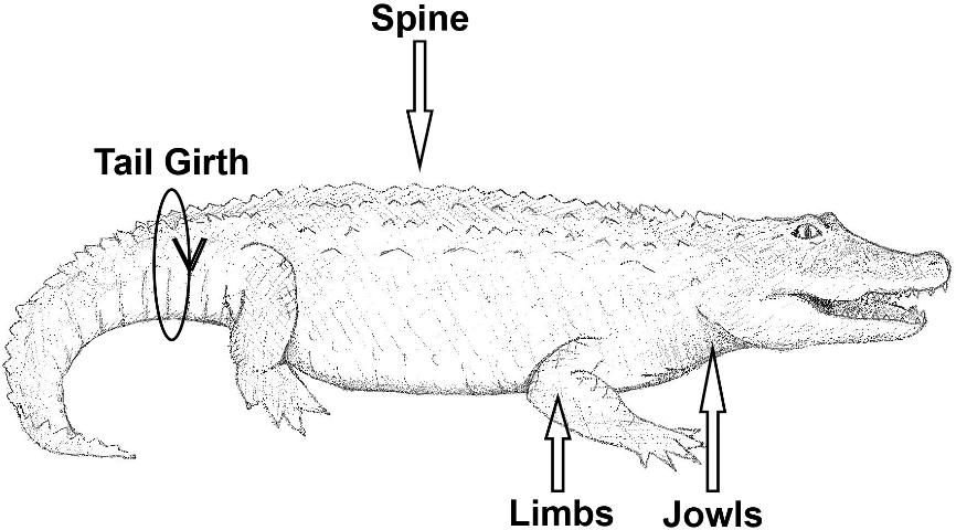 Figure 2. Sketch of an American alligator showing important anatomical features for classifying body condition.