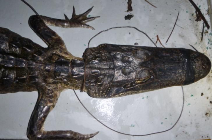 Figure 4. Top view of an emaciated alligator showing visible spinal column.