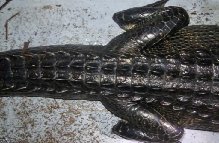 Figure 8. Top view of a thin alligator showing lean tail and limbs.