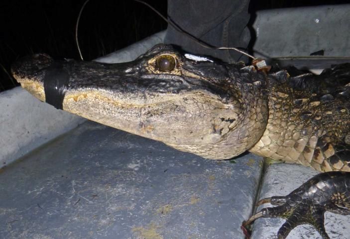 Figure 6. Lateral view of thin alligator, showing lean jowls and thin neck