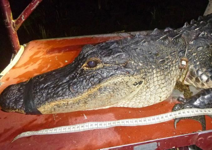 Figure 9. Lateral view of a normal alligator, showing full and fleshy jowls.