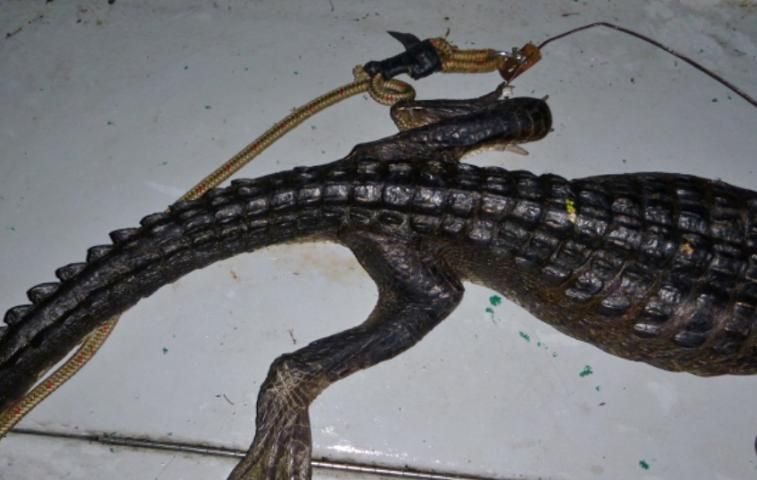 Figure 5. Top view of an emaciated alligator showing thin tail and bony limbs.