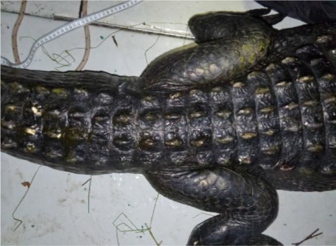 Figure 11. Top view of a normal alligator showing plump tail and muscular limbs.
