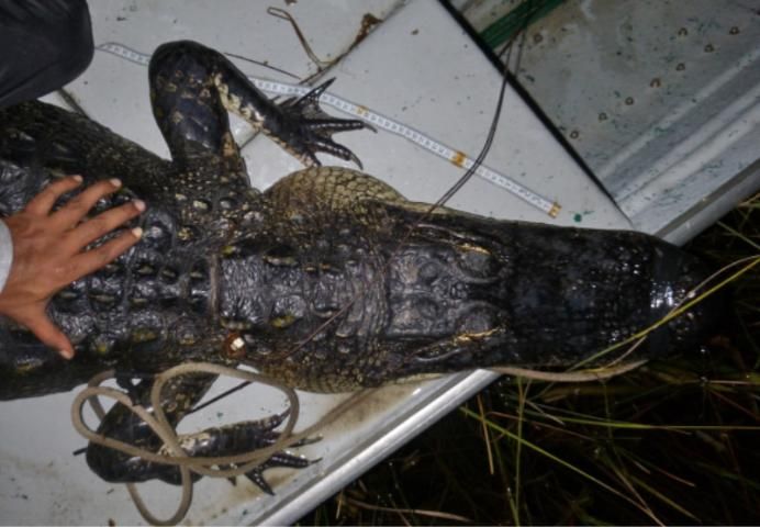 Figure 10. Top view of a normal alligator, with the spinal column not visible.