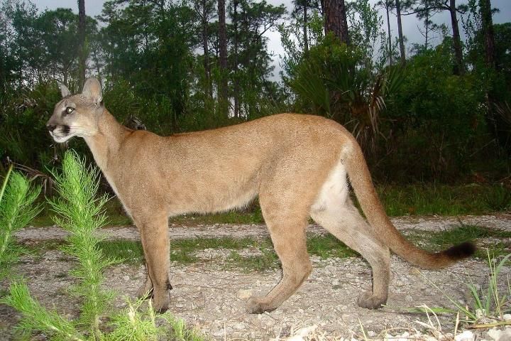 Figure 1. Adult Florida panther.