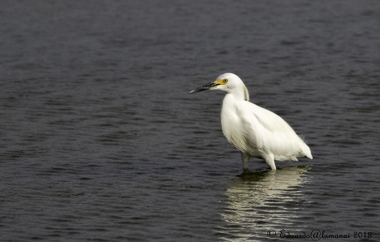 Figure 8. Snowy Egret (Egretta thula).