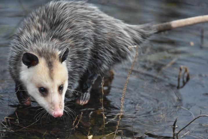 Figure 1. An adult opossum.