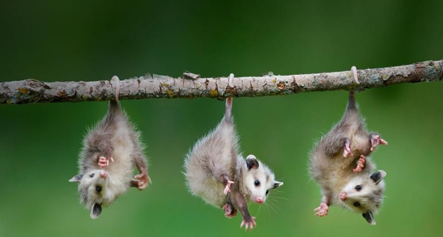 Figure 2. Juvenile opossums hanging out.
